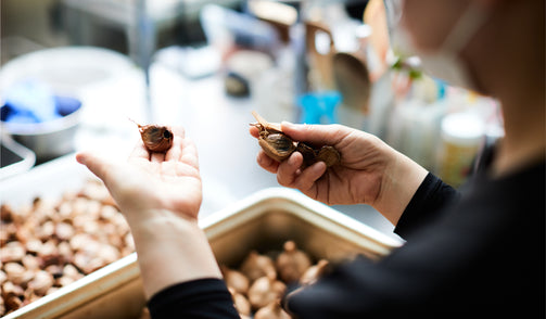 黒にんにくの製造